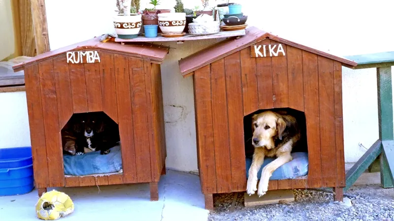 Rumba y Kika, las anfitrionas de cuatro patas